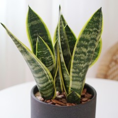 国产 金边虎皮兰绿植家居盆栽 耐阴沙漠植物