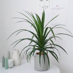 国产 龙血树桌面盆栽绿植盆栽