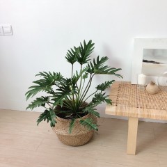 国产 小天使蔓绿绒仙羽 观叶绿植 水培盆栽 玻璃花瓶