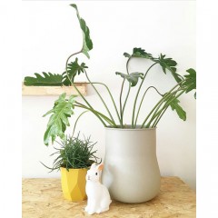 国产 小天使蔓绿绒仙羽 观叶绿植 水培盆栽 玻璃花瓶