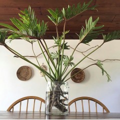 国产 小天使蔓绿绒仙羽 观叶绿植 水培盆栽 玻璃花瓶