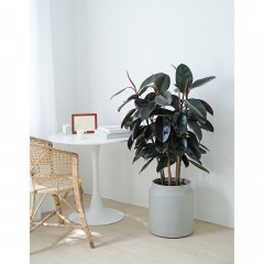 国产 黑金刚橡皮树北欧简约家居客厅阳台办公室大型绿植