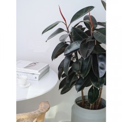 国产 黑金刚橡皮树北欧简约家居客厅阳台办公室大型绿植