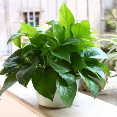 国产 绿萝水培花卉 防辐射净化空气吸收甲醛植物 办公室桌面盆栽 好养.