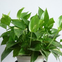 国产 绿萝水培花卉 防辐射净化空气吸收甲醛植物 办公室桌面盆栽 好养.