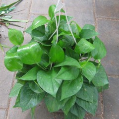 国产 绿萝水培花卉 防辐射净化空气吸收甲醛植物 办公室桌面盆栽 好养.