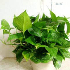 国产 绿萝水培花卉 防辐射净化空气吸收甲醛植物 办公室桌面盆栽 好养.