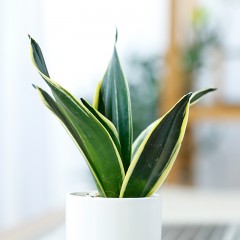 国产 植物盆栽发财树文竹富贵竹观音竹荷花兰铁海棠绿植 室内净化空气