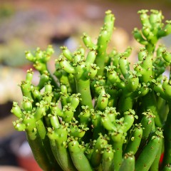 国产  多肉植物 光棍树 青绿珊瑚 神仙棒 龙骨树  状态好 绿透