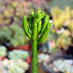 国产  多肉植物 光棍树 青绿珊瑚 神仙棒 龙骨树  状态好 绿透