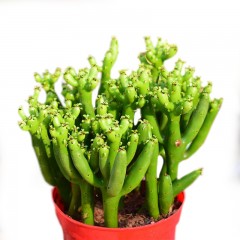 国产  多肉植物 光棍树 青绿珊瑚 神仙棒 龙骨树  状态好 绿透