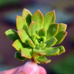 国产  多肉植物 马库斯3-5cm 状态好 多肉组合盆栽绿植