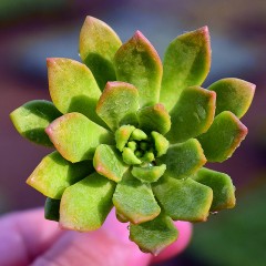 国产  多肉植物 马库斯3-5cm 状态好 多肉组合盆栽绿植