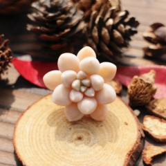 国产 丸叶姬秋丽进口多肉植物多肉办公室内绿植盆栽园艺