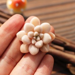 国产 丸叶姬秋丽进口多肉植物多肉办公室内绿植盆栽园艺