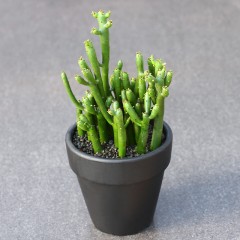 国产  光棍树 四季好养多肉植物 绿珊瑚澎湖树 仙人掌盆栽