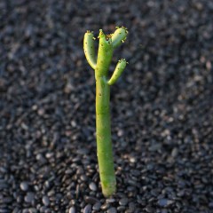 国产  光棍树 四季好养多肉植物 绿珊瑚澎湖树 仙人掌盆栽