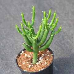 国产  光棍树 四季好养多肉植物 绿珊瑚澎湖树 仙人掌盆栽