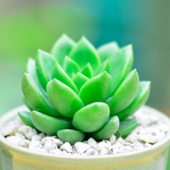 国产  青丽 迷你肉肉植物盆栽花卉办公室桌面绿植防辐射小盆景