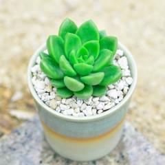 国产  青丽 迷你肉肉植物盆栽花卉办公室桌面绿植防辐射小盆景