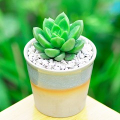 国产  青丽 迷你肉肉植物盆栽花卉办公室桌面绿植防辐射小盆景