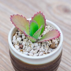 国产  宽叶不死鸟多肉植物盆栽大叶落地生根办公室防辐射绿植