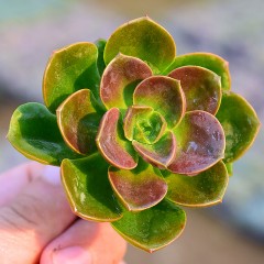 国产  多肉植物 巧克力方砖 状态好 新手绿植 4-5cm 花卉盆栽