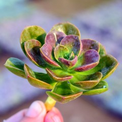 国产  多肉植物 巧克力方砖 状态好 新手绿植 4-5cm 花卉盆栽