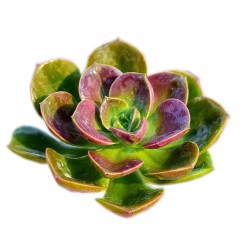 国产  多肉植物 巧克力方砖 状态好 新手绿植 4-5cm 花卉盆栽