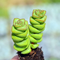 国产  多肉植物 舞乙女 钱串 肥大 5-6cm 防辐射 绿植花卉盆栽