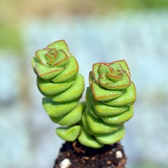 国产  多肉植物 舞乙女 钱串 肥大 5-6cm 防辐射 绿植花卉盆栽