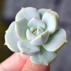 国产  多肉植物 白牡丹 状态好 粉白 3-4cm 萌肉花卉绿植盆栽