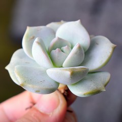 国产  多肉植物 白牡丹 状态好 粉白 3-4cm 萌肉花卉绿植盆栽