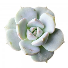 国产  多肉植物 白牡丹 状态好 粉白 3-4cm 萌肉花卉绿植盆栽