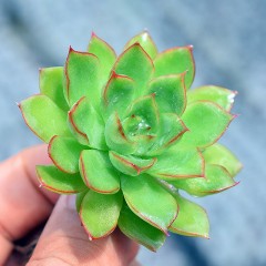 国产  多肉植物 绿意  3-5cm 红边状态好 绿植花卉盆栽