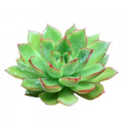国产  多肉植物 绿意  3-5cm 红边状态好 绿植花卉盆栽