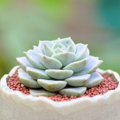 国产 多肉植物盆栽白牡丹 新手肉肉植物 办公室桌面花卉绿植迷你小盆栽