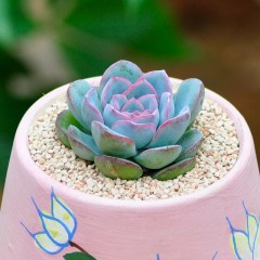 国产 多肉植物红边月影办公室桌面组合盆栽迷你肉肉植物花卉绿植小盆景