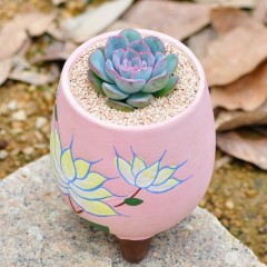 国产 多肉植物红边月影办公室桌面组合盆栽迷你肉肉植物花卉绿植小盆景