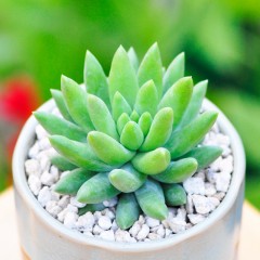 国产 多肉植物 玉珠帘 千佛手花卉盆栽组合奇趣肉肉办公室桌面绿植盆景