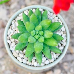 国产 多肉植物 玉珠帘 千佛手花卉盆栽组合奇趣肉肉办公室桌面绿植盆景