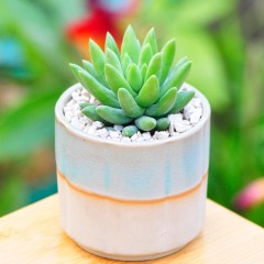 国产 多肉植物 玉珠帘 千佛手花卉盆栽组合奇趣肉肉办公室桌面绿植盆景