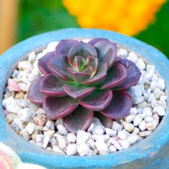 国产 多肉植物盆栽 巧克力方砖 精选肉肉植物组合花卉绿植净化空气