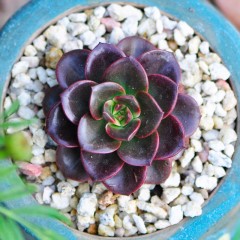 国产 多肉植物盆栽 巧克力方砖 精选肉肉植物组合花卉绿植净化空气