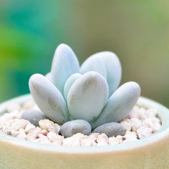 国产 多肉植物组合盆栽星美人办公室内防辐射绿植小盆栽花卉绿植