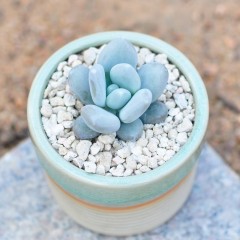 国产 多肉植物组合盆栽星美人办公室内防辐射绿植小盆栽花卉绿植