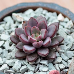 国产 多肉植物紫梦办公室内趣味迷你盆栽多肉花卉绿植小苗肉肉粉色回忆