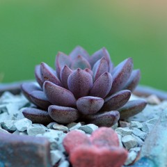 国产 多肉植物紫梦办公室内趣味迷你盆栽多肉花卉绿植小苗肉肉粉色回忆