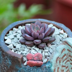 国产 多肉植物紫梦办公室内趣味迷你盆栽多肉花卉绿植小苗肉肉粉色回忆