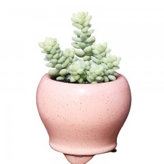 国产 烤多肉 玉缀 玉坠多肉植物 群生多肉盆栽窗台桌面小绿植迷你肉肉